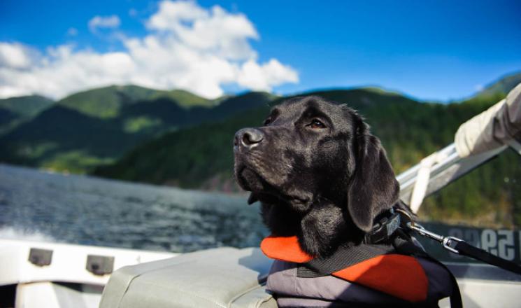 Safety Tips and Accessories for Boating with Dogs