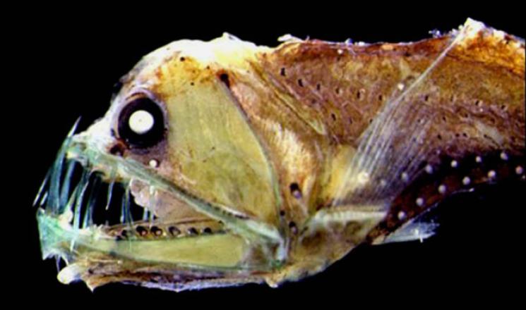 Top 25 Ugly Fish in the World
